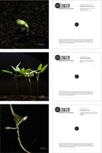D+O_design_studio_branding_hearts_arrows_3820_01